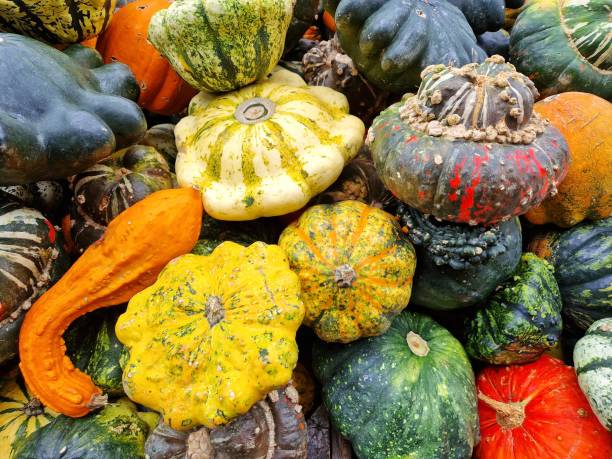 istock Different varieties of autumn and winter squash or pumpkin 1435383213