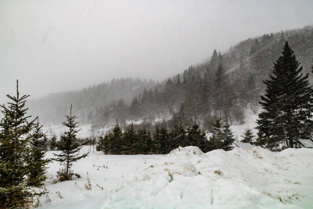 śnieżny dzień w rockyview county, alberta, kanada - blustery zdjęcia i obrazy z banku zdjęć