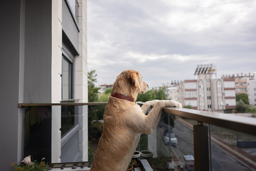 Golden Retriever dog standing on the balcony waiting for its owner