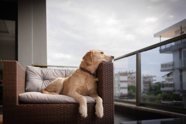 Golden retriever dog sitting on sofa at balcony