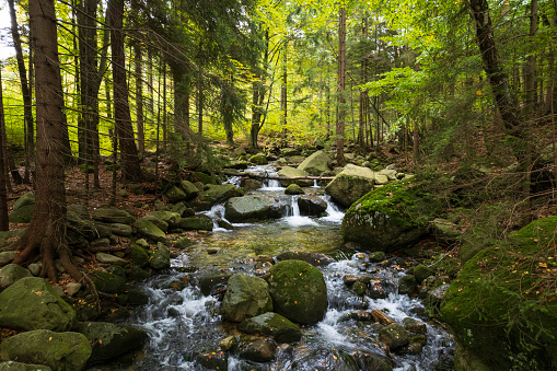 mountain stream in a green forest