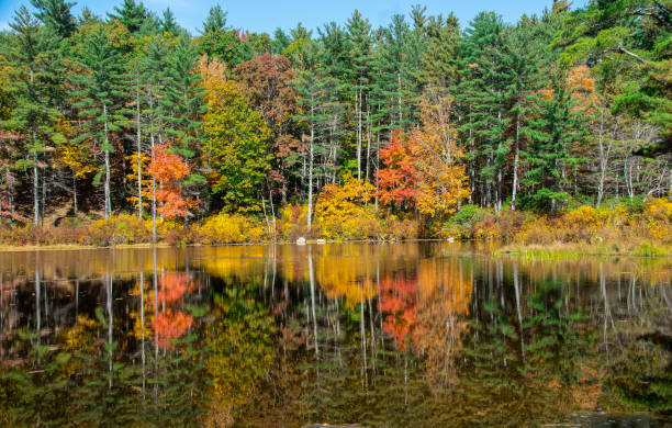 istock fall foliage  at pearl  hill brook pond 1435388816