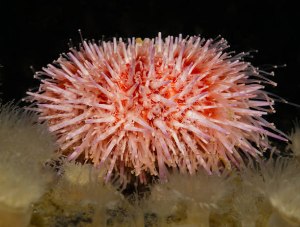 istock Vivid sea urchin 1435389714