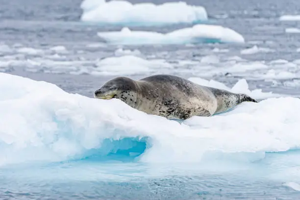 Leopard seal (Hydrurga leptonyx) on an ice floe in the Antarctic at Cierva Cove