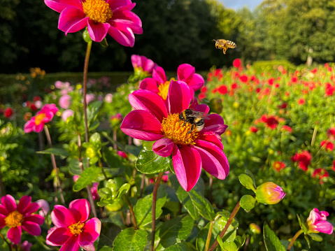 Pink simple dahlias flowers and flying wild bees on a blooming meadow