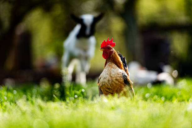 Rooster Guard other Animals on the Free Range Farm