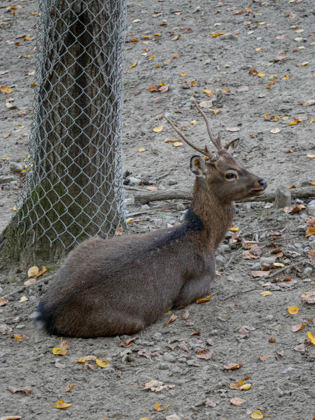 istock Deer Laying on the Ground 1435391941
