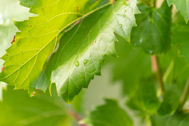 istock Grapevine leaf with a drop of water on it after rain. Vineyard after watering. 1435392111