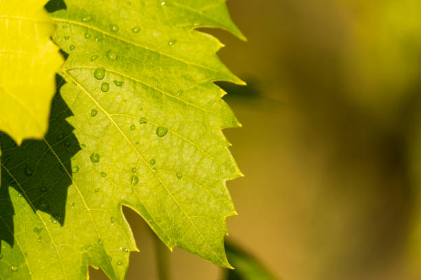 istock Grapevine leaf with a drop of water on it after rain. Vineyard after watering. 1435392115