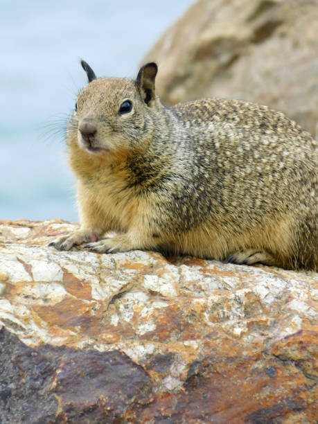 California Ground Squirrel 26 Close-up of a California Ground Squirrel laying on a rock california ground squirrel otospermophilus beecheyi stock pictures, royalty-free photos & images
