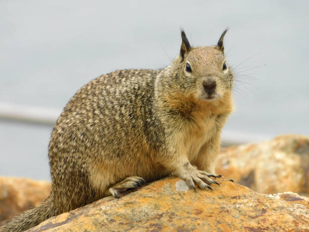 California Ground Squirrel 22 Photo of a California Ground Squirrel sitting on a rock and looking at the camera california ground squirrel otospermophilus beecheyi stock pictures, royalty-free photos & images