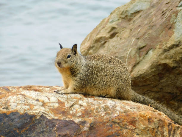 California Ground Squirrel 27 Photo of a California Ground Squirrel laying on a rock california ground squirrel otospermophilus beecheyi stock pictures, royalty-free photos & images