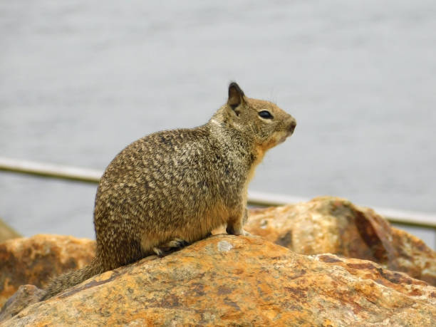 California Ground Squirrel 29 Profile view of a California Ground Squirrel sitting on a rock california ground squirrel otospermophilus beecheyi stock pictures, royalty-free photos & images