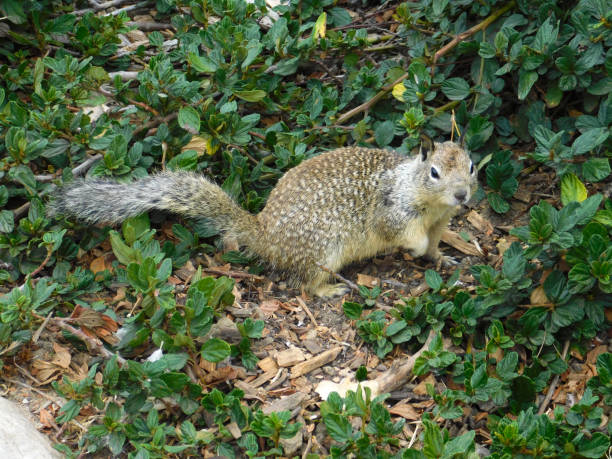 California Ground Squirrel 33 Photo of a California Ground Squirrel sitting among shrubbery california ground squirrel otospermophilus beecheyi stock pictures, royalty-free photos & images