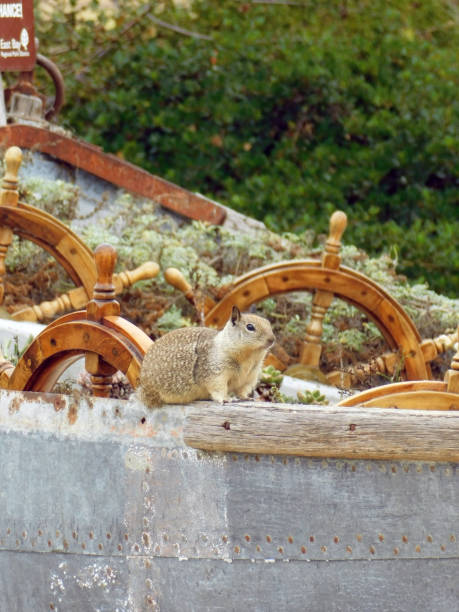 California Ground Squirrel 34 Photo of a California Ground Squirrel sitting on a large planter with ship's wheels california ground squirrel otospermophilus beecheyi stock pictures, royalty-free photos & images