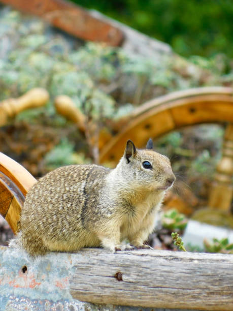 California Ground Squirrel 35 Close-up of a California Ground Squirrel sitting on a large planter with ship's wheels california ground squirrel otospermophilus beecheyi stock pictures, royalty-free photos & images