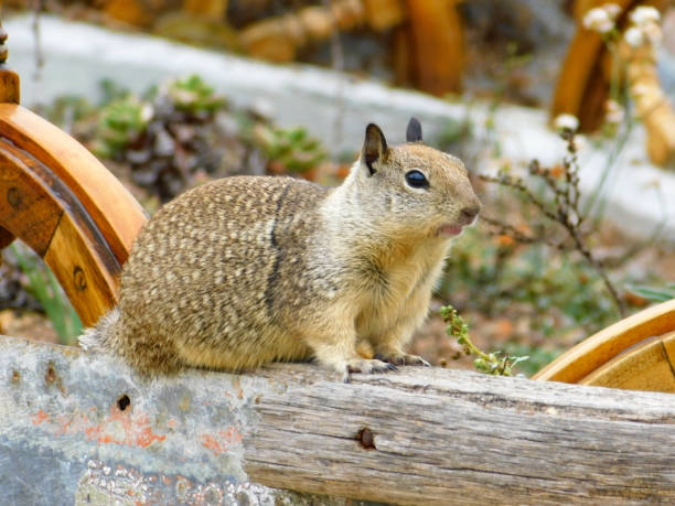 California Ground Squirrel 36 Close-up of a California Ground Squirrel sitting on a large planter with ship's wheels california ground squirrel otospermophilus beecheyi stock pictures, royalty-free photos & images