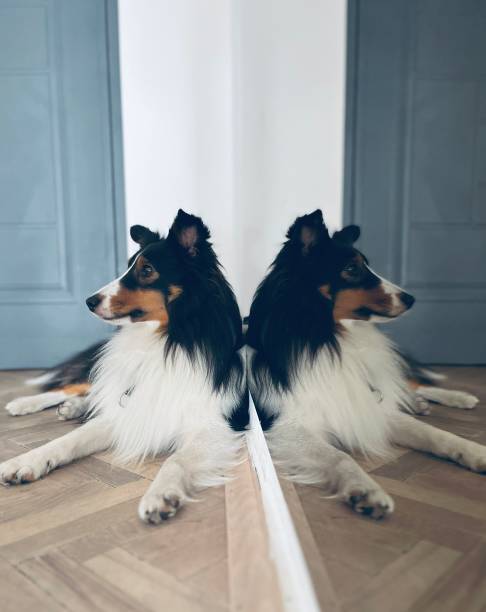 istock Shelti, Shetland sheepdog in the mirror 1435393345