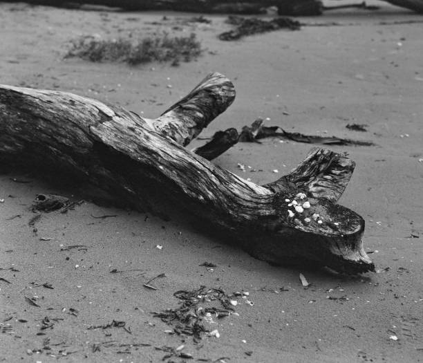 istock Grayscale of a dead tree on a sandy ground 1435393430