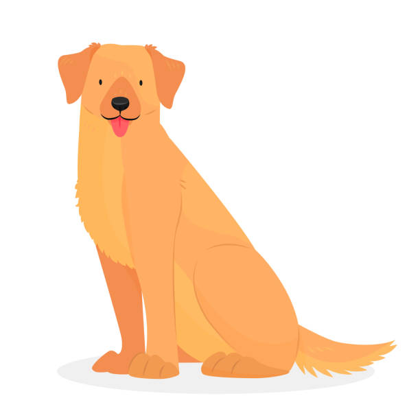 ein labrador oder golden retriever mit heraushängender zunge sitzt. der charakter ist ein hund, der auf weißem hintergrund isoliert ist. tierillustration. - animal sitting brown dog stock-grafiken, -clipart, -cartoons und -symbole