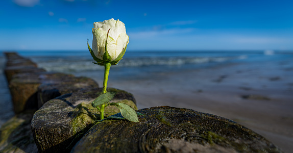white rose on the groynes of the Baltic Sea -a symbol of burial at sea