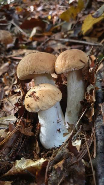 istock Porcini mushrooms 1435394733
