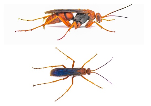 rusty spider wasp, Tachypompilus ferrugineus a large, reddish orange wasp with conspicuous iridescent blue to violet wings