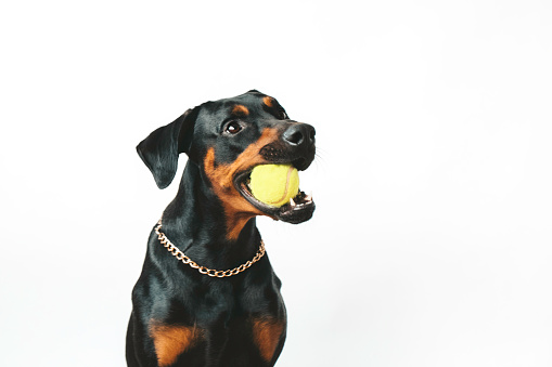 Doberman pinscher on white background holding a tennis ball in his mouth.