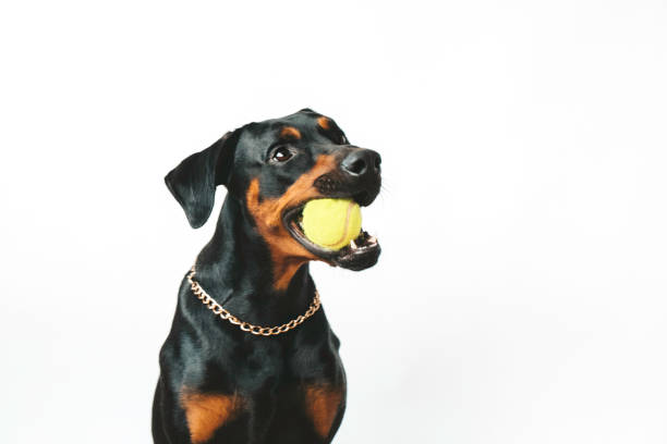 Doberman Pinscher Doberman pinscher on white background holding a tennis ball in his mouth. doberman stock pictures, royalty-free photos & images