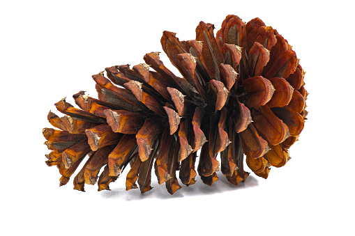 Brown Pine cone isolated on white background.  Long leaf pine tree - Pinus palustris - one of the largest cones in the world Florida native