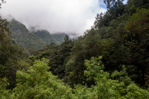 istock Madeira evergreen forests 1435397723