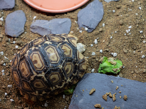 A cute baby leopard tortoise going for a walk.