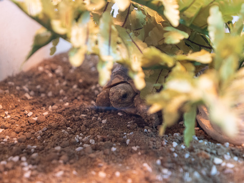 A cute baby leopard tortoise hiding behind a plant.