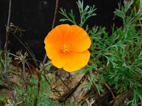 Photo of a California Poppy