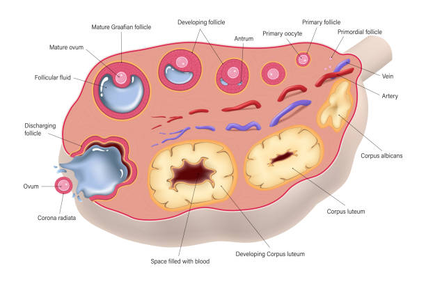 ilustrações, clipart, desenhos animados e ícones de ovulação. ciclo ovariano. desenvolvimento de células de óvulos. estrutura do ovário. ciclo menstrual. - ovulation