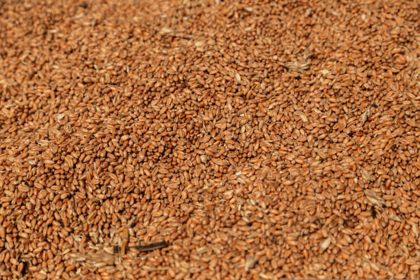 istock Uncleaned unsorted grain with debris after being harvested by a combine. 1435399208