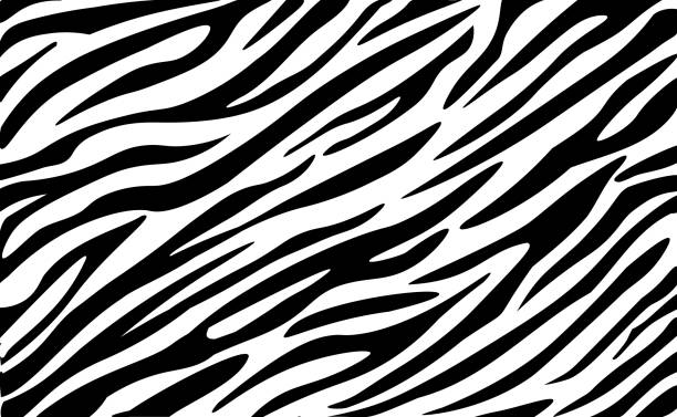illustrazioni stock, clip art, cartoni animati e icone di tendenza di sfondo vettoriale del modello della pelle della zebra. struttura della pelliccia a righe animalier per il design del tessuto, carta da imballaggio, tessuto e carta da parati - zebra