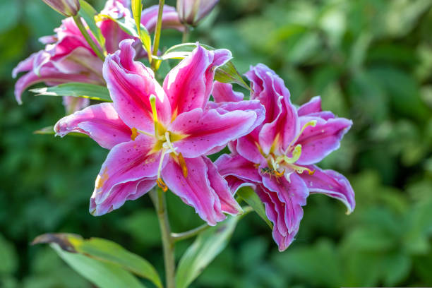 istock Scented pollen-free double lilies in garden with green background 1435402038