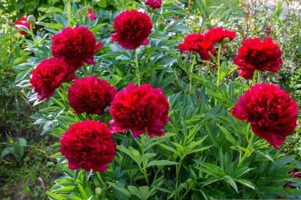 istock Red Peony albiflora. Paeonia officinalis Command Performance in the garden 1435402295
