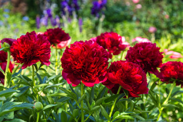 istock Red Peony albiflora. Paeonia officinalis Command Performance in the garden 1435402474