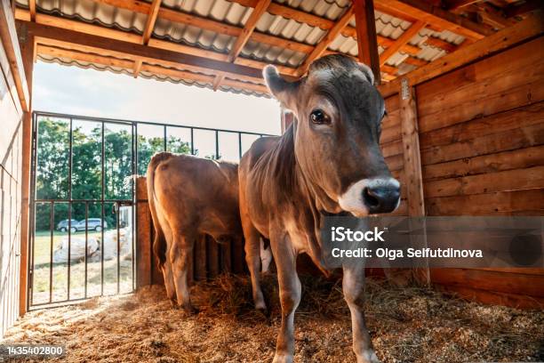 Sapi Simpo Pertanian Peternakan Sapi Anak Sapi Sapi Merah Hewan Foto Stok - Unduh ...