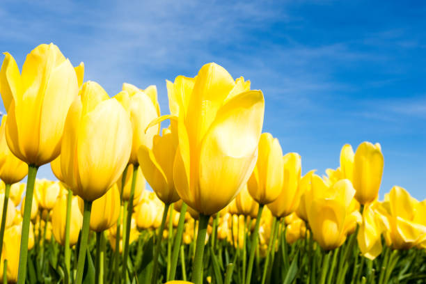 istock Yellow tulips growing on a field against blue sky 1435402917