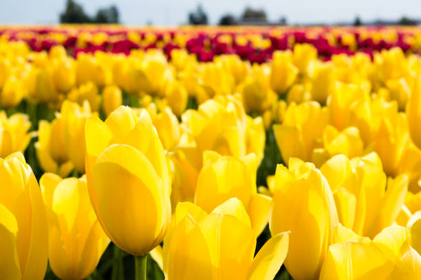 istock Rows of yellow and red tulips growing on fields in Washington state 1435402919