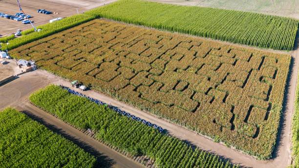 istock Pumpkin patch maze in a corn field from above 1435406220