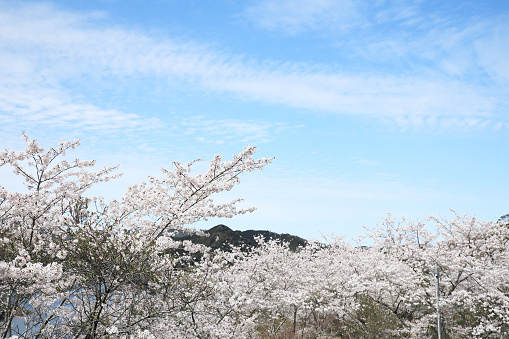 Cherry blossoms in full bloom and blue sky at Tsuruta Dam Park