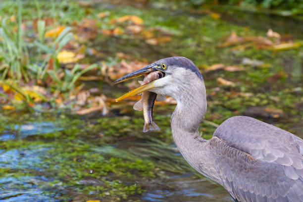 istock great blue heron fishing 1435409720