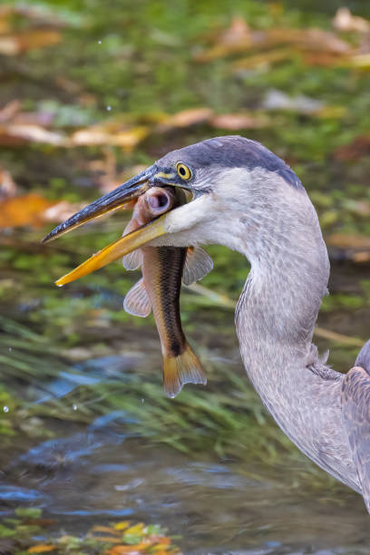 istock great blue heron fishing 1435409813