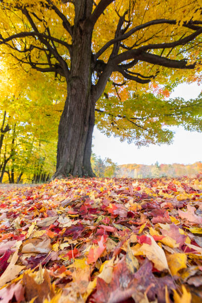 istock Autumn in Mont-Saint-Bruno National Park 1435411053