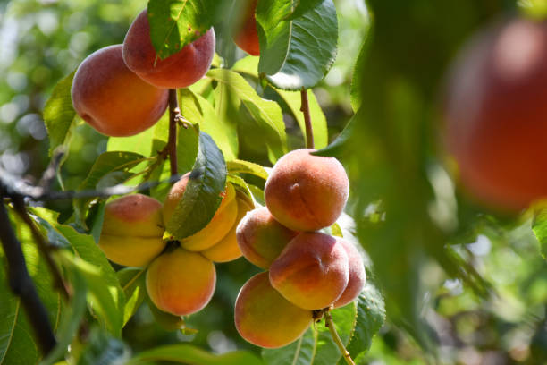 istock Peaches on the tree in the orchard, peach tree 1435411157