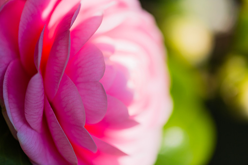 extremely close up of pink camellia flower with sunlight